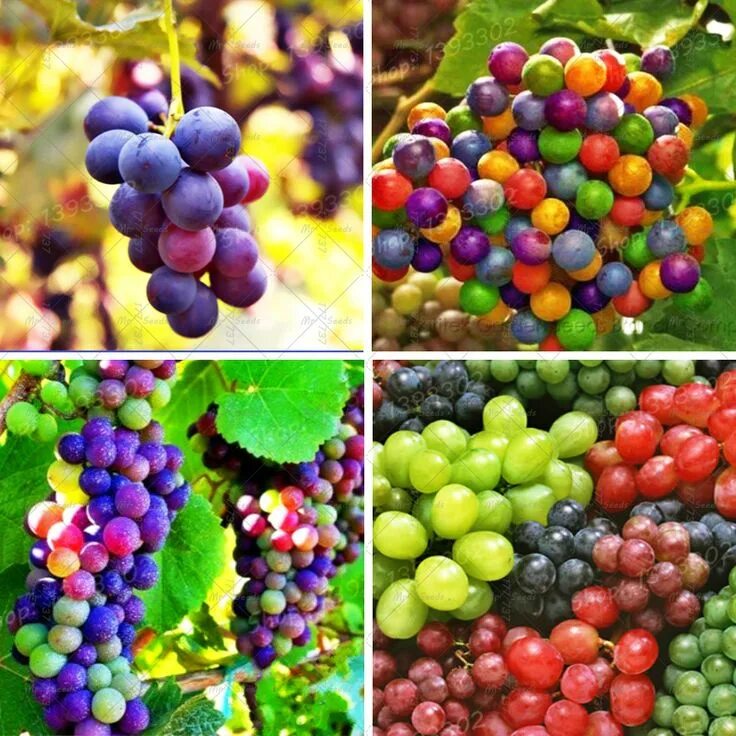 Радужный виноград фото Grape 50 units / bag Micro vines Seeds Organic fruit seeds Fleshy sweet foods Ea