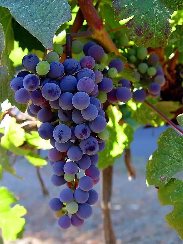 Радужный виноград описание сорта фото Friday Favorites - Iowa Girl Eats Grapes, Grape vines, Fruit plants