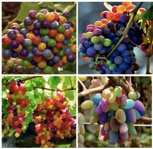 Радужный виноград описание сорта фото São verdadeiras... e se chamam Rainbow grapes... Rainbow grape, Grapes, Fruit