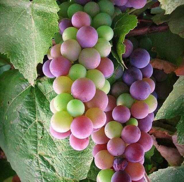 Радужный виноград описание сорта фото grapes and vine leaves Grapes, Exotic fruit, Rainbow grape