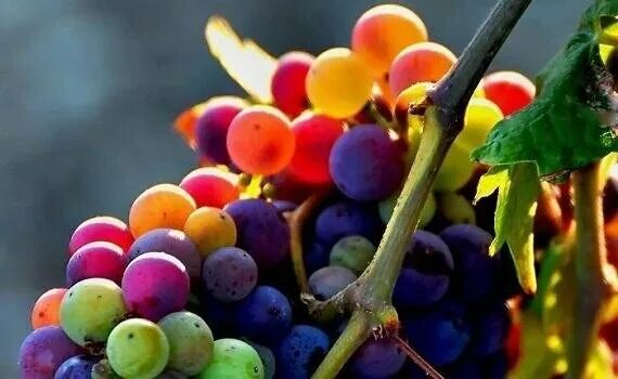 Rainbow grapes are a real thing - but they're really just normal grapes that are