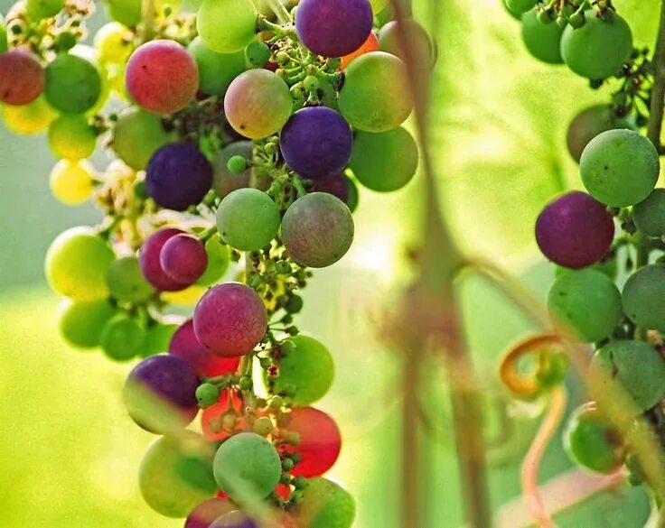 Радужный виноград описание сорта фото druiwe Rainbow grape, Grapes, Fruit