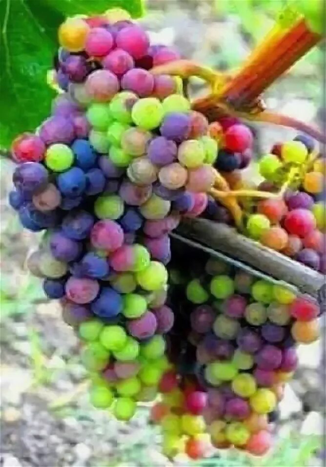 Радужный виноград описание сорта фото Pin on Wine Amazing pictures