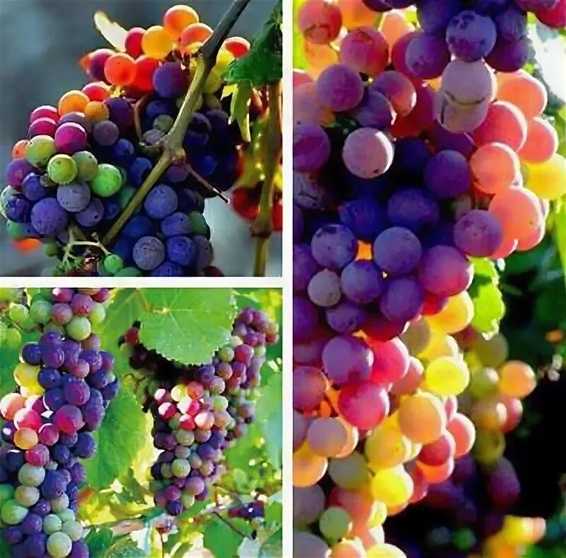 Радужный виноград описание сорта фото fd3628 Organic Rainbow Grape Seeds Sweet Grapevine Vine Home Garden Plant 10PCs 