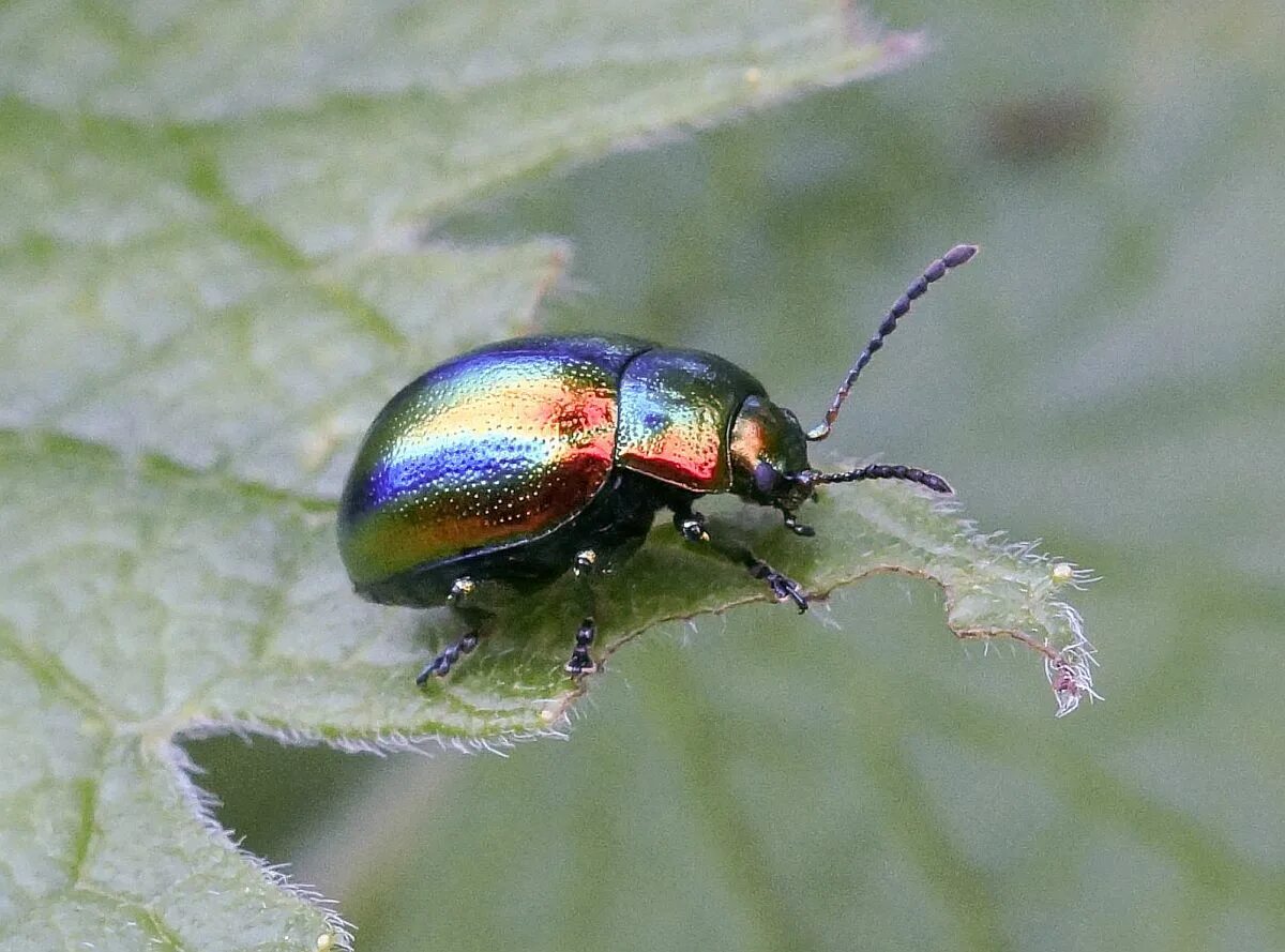 Радужный жук фото Фото Chrysolina fastuosa на фотохостинге Fotoload