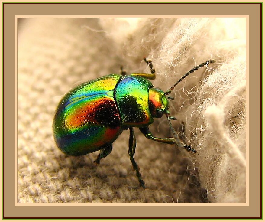 Радужный жук фото Chrysolina fastuosa