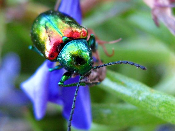 Радужный жук фото 8X10 Dogbane Leaf Beetle Photo, Iridescent Tortoise Beetle, Bug Art, Photo Wall 