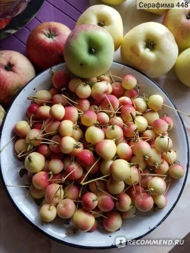 Раечки яблоки фото Яблоки Райские яблоки - "Красивые, ароматные, с необычным вкусом яблочки с дерев