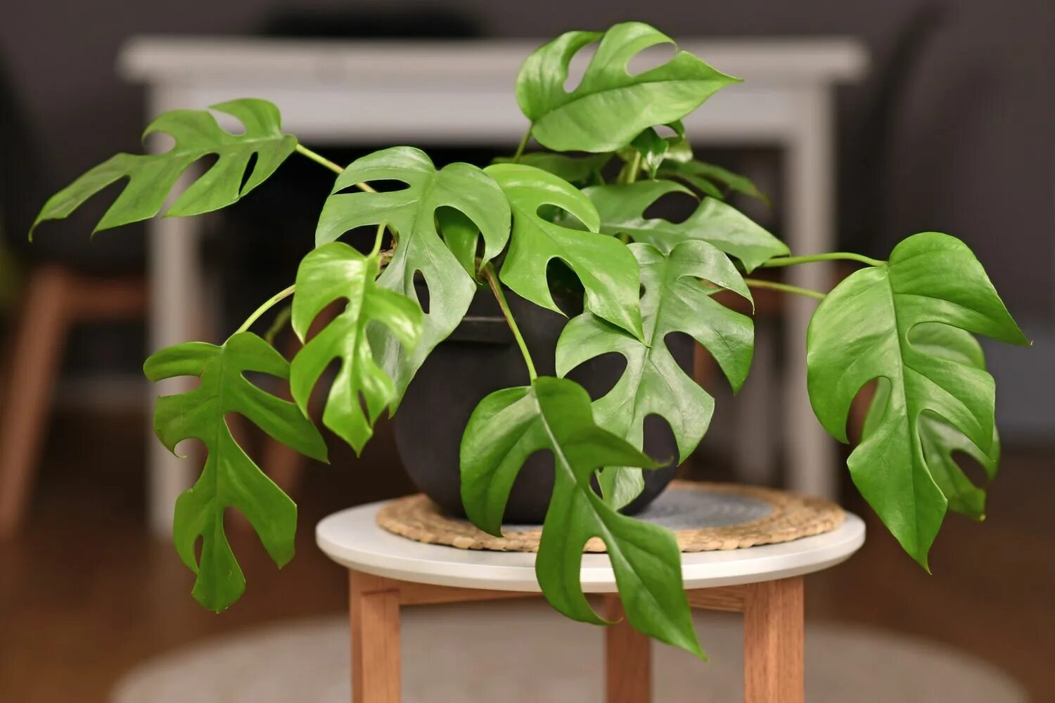 Рафидофора фото комнатный цветок How to Grow and Care for Mini Monstera