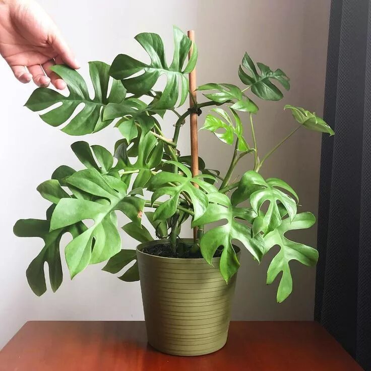 Рафидофора фото комнатный цветок Rhaphidophora tetrasperma House plants indoor, Inside plants, Plant benefits