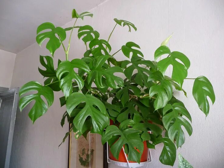 Рафидофора фото комнатный цветок Philodendron 'Piccolo' Philodendron, Philodendron care, Monstera