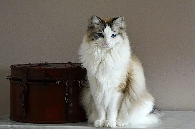 Résultat de recherche d'images pour "RAGAMUFFIN" Ragamuffin cat, Large cat breed