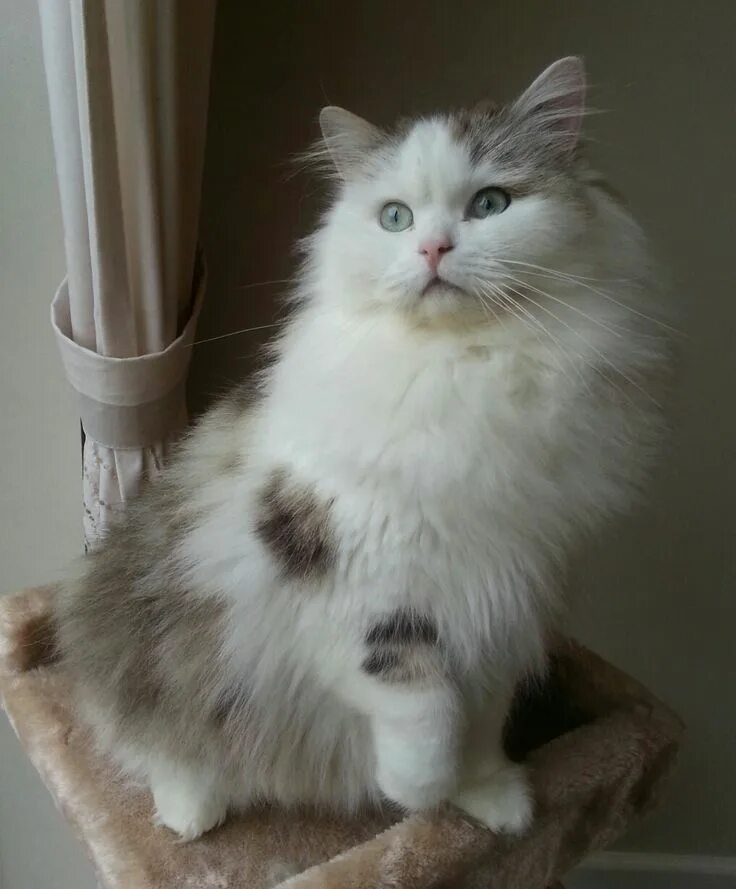 Рагамаффин кошка фото Cat breeds, Fluffy cat breeds, Fluffy cat