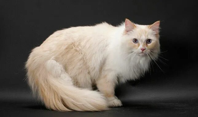 Рагамаффин кошка фото Résultat de recherche d'images pour "RAGAMUFFIN" Ragamuffin cat, Large cat breed