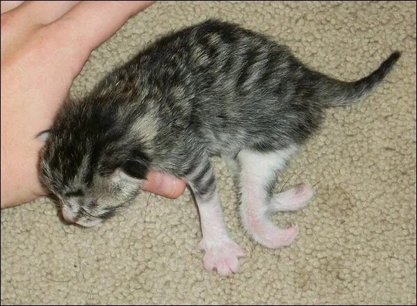 Рахит у котят фото лечение Caring For A Kitten Born With A Twisted Leg Doggie Kittens, Cats, Pet health