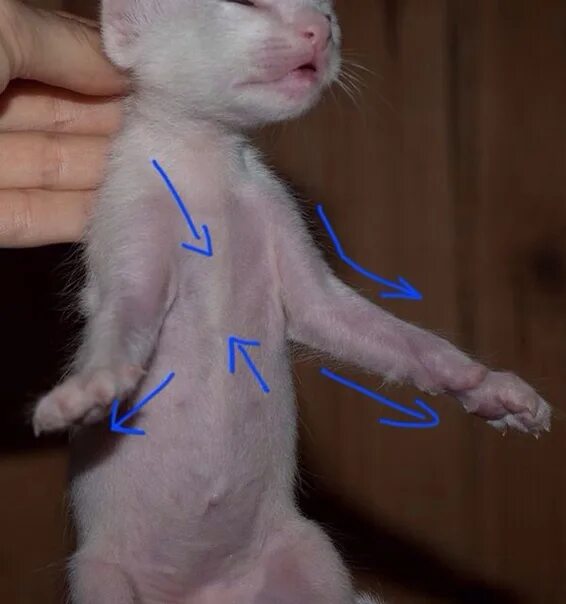 Рахит у котят симптомы фото CONDUCT OPINION Flattening of the sternum of kittens. Flat chest The baby was bo