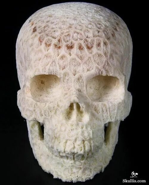 Рак черепа фото white coral covered skull is amazing but look at those teeth Skull carving, Crys