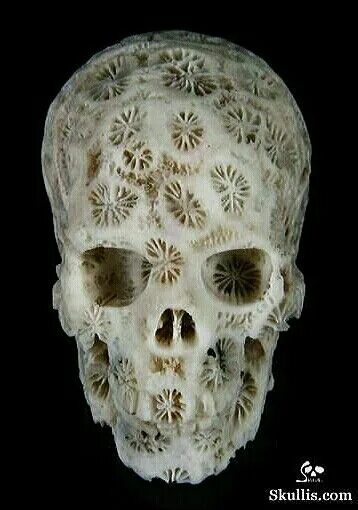 Рак черепа фото White Coral Crystal Skull Crystal skull, Skull carving, Skull art