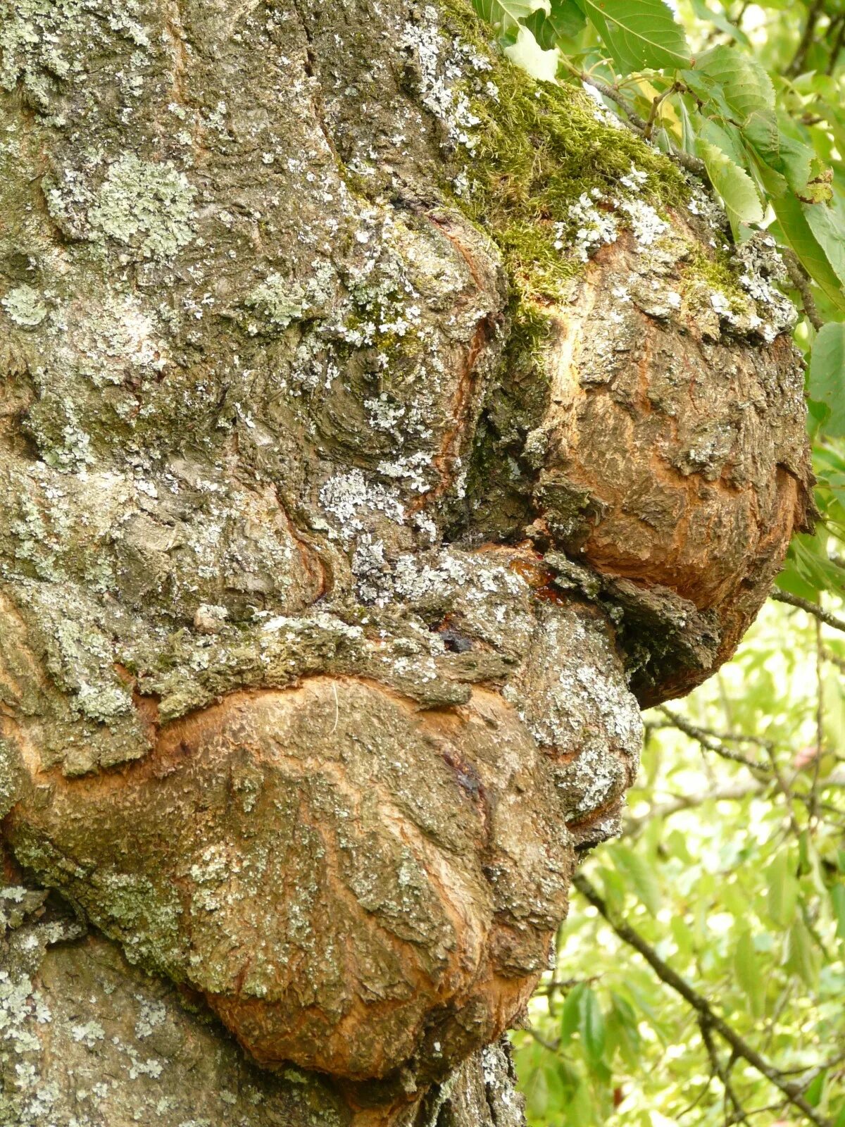 Рак дерева фото Free Images : nature, forest, rock, wood, leaf, flower, trunk, orchard, wildlife