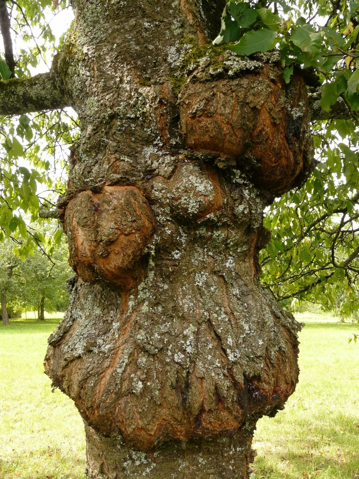 Рак дерева фото Free Images : rock, wood, trunk, orchard, botany, sculpture, art, woodland, tree