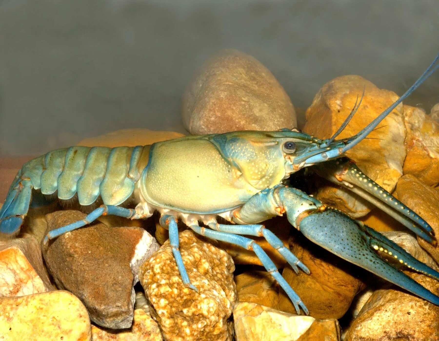 Рак фото животное Crayfish Facts Missouri Department of Conservation