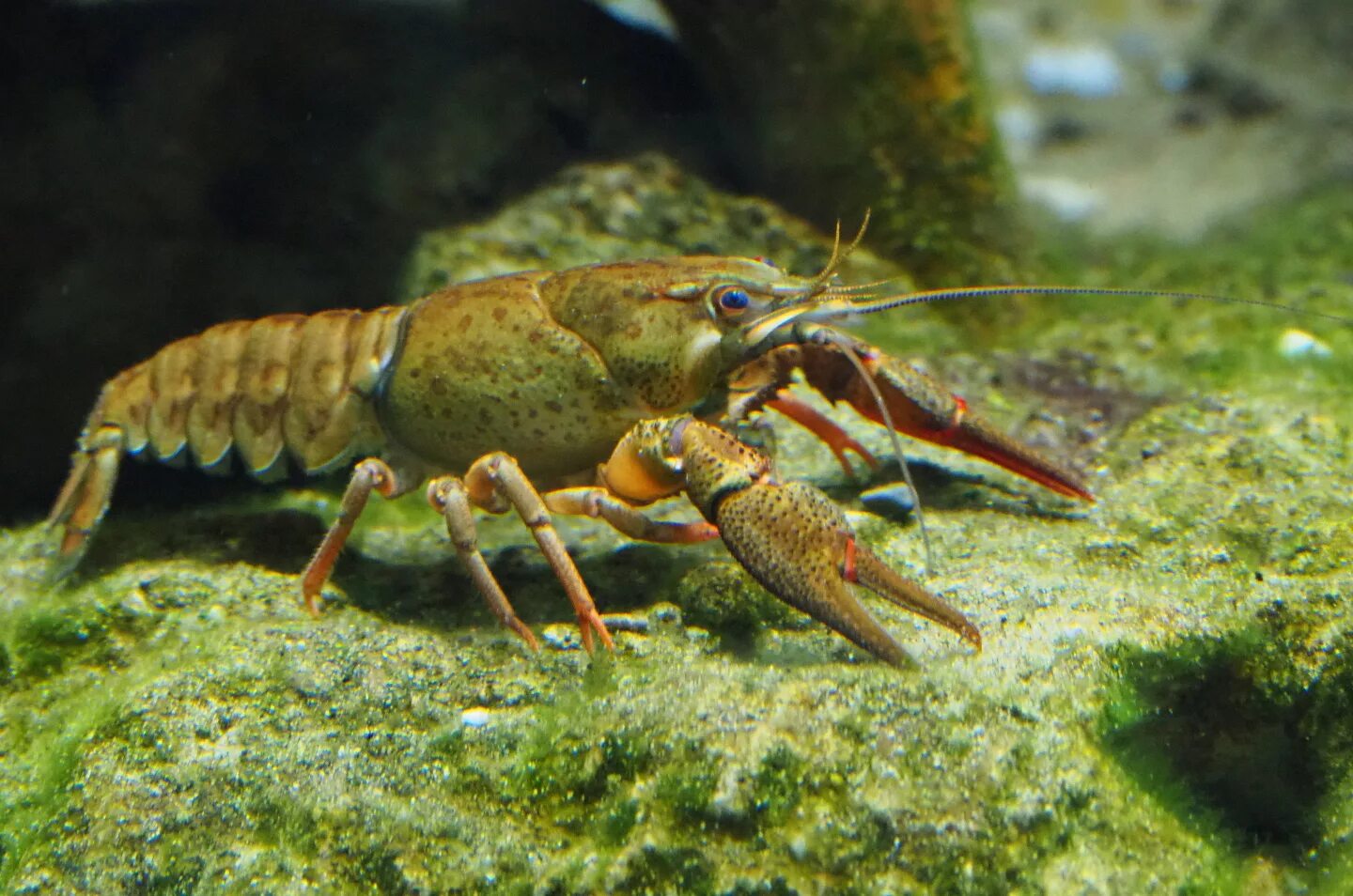 Рак фото животное European noble crayfish (Astacus astacus), 2019-07-21 - ZooChat