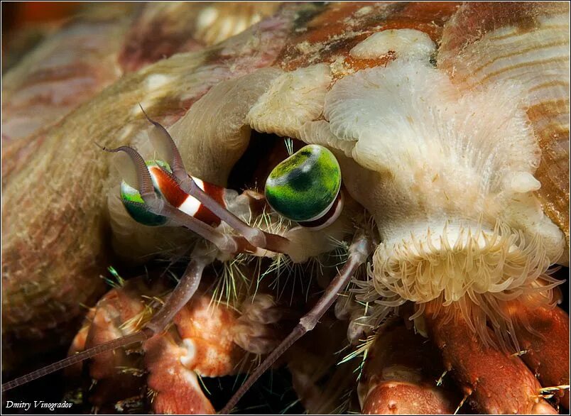 Рак глаза фото The Very Best Marine & Aquatic Animal Pictures by Dmitry Vinogradov - Photograph