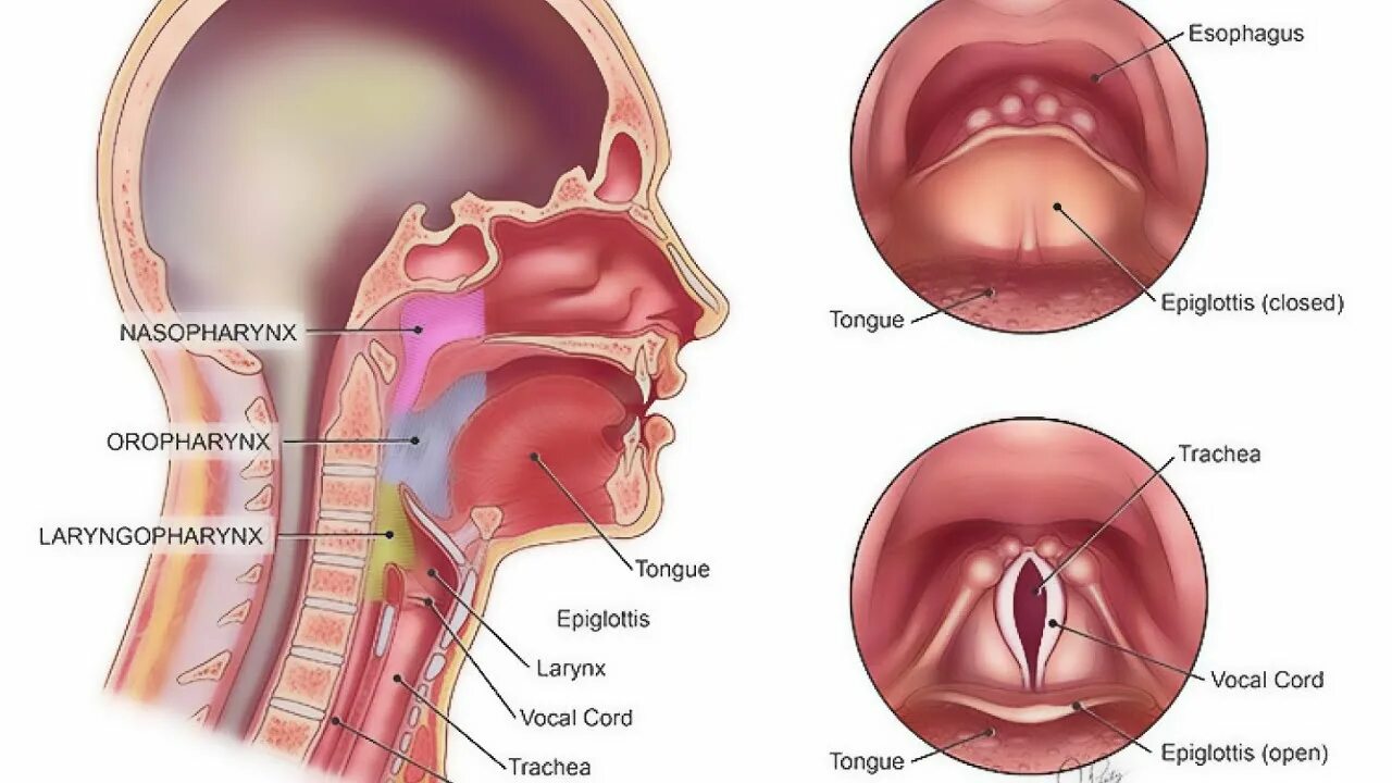 Épinglé sur Head and Neck