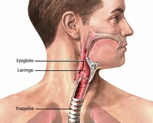 Рак горла фото шеи epiglote e glote - Pesquisa Google Medical facts, Respiratory system, Vocal