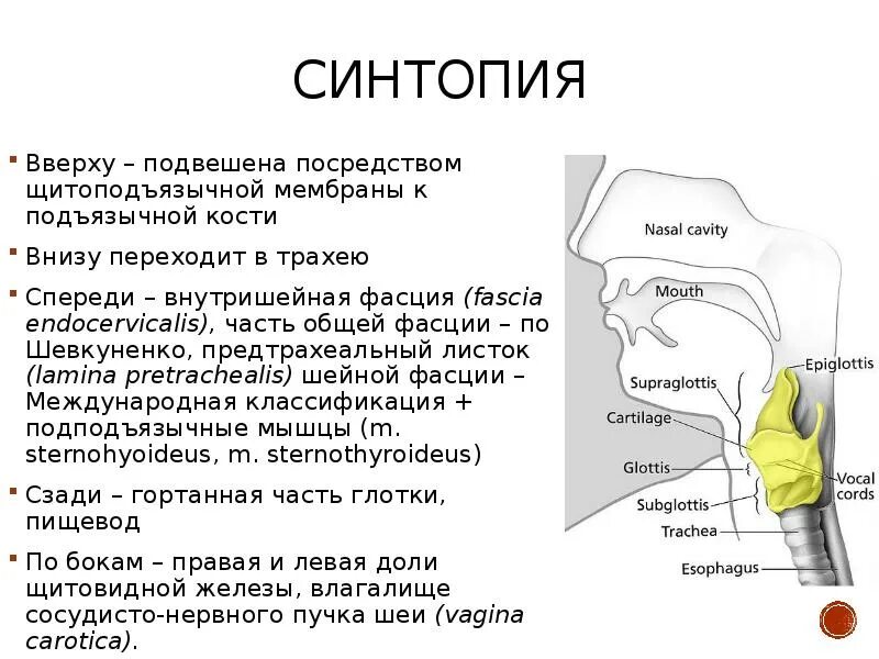 Рак горла как выглядит фото у человека Рак гортани