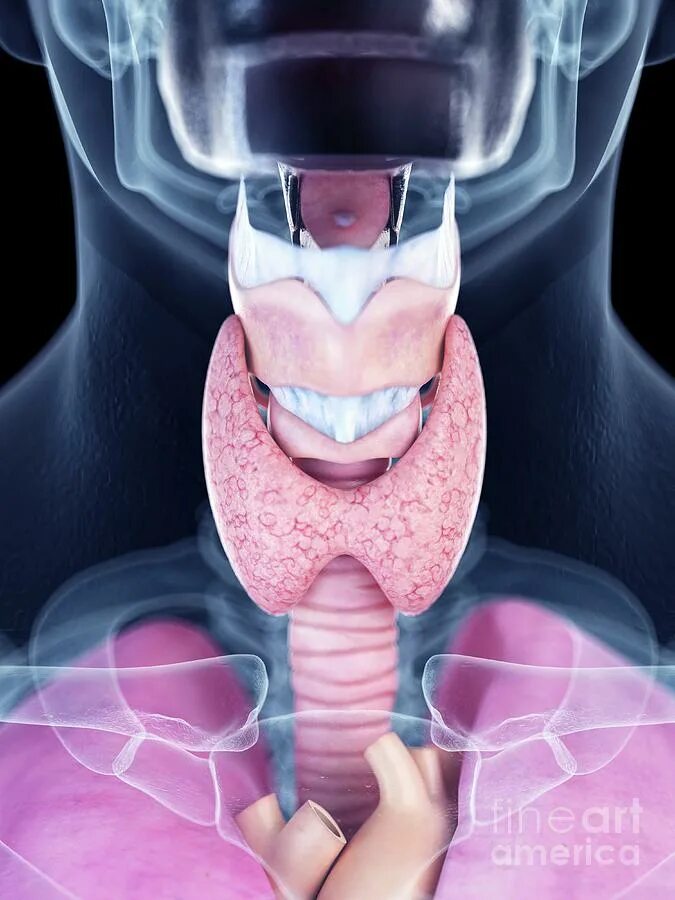 Рак горла как выглядит в живую Illustration Of The Thyroid Gland #4 Photograph by Sebastian Kaulitzki/science P