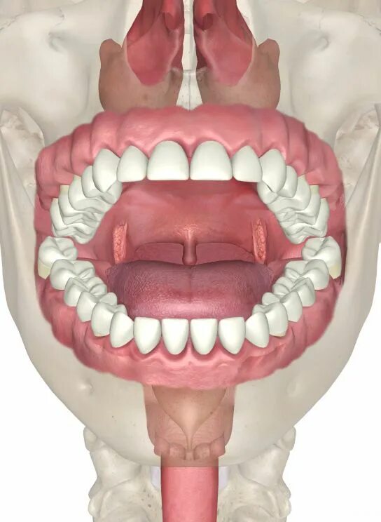 Рак горла как выглядит в живую Oral Cavity Iphone wallpaper green, Cavities, Mouth anatomy