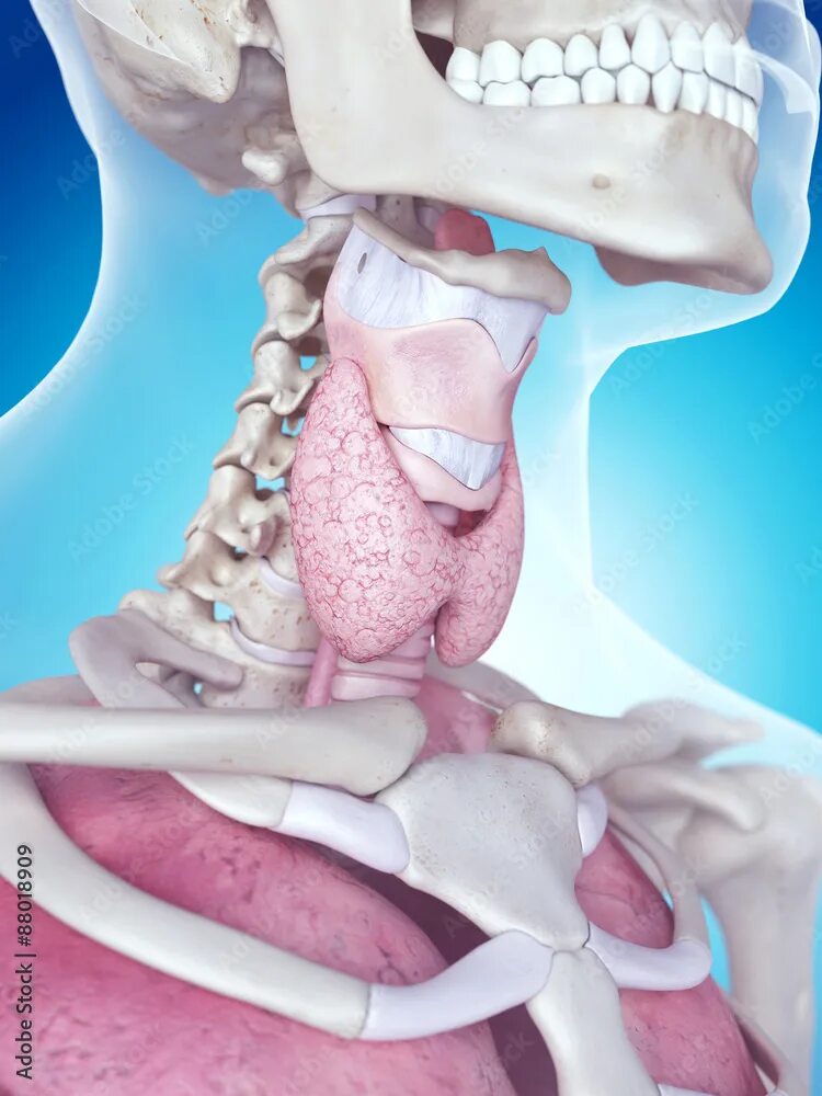 Рак горла реальные фото medically accurate illustration of the larynx anatomy Иллюстрация Stock Adobe St