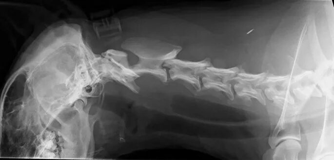 Рак горла у собаки фото Intraluminal tracheal lipoma as a rare cause of dyspnoea in a dog Acta Veterinar