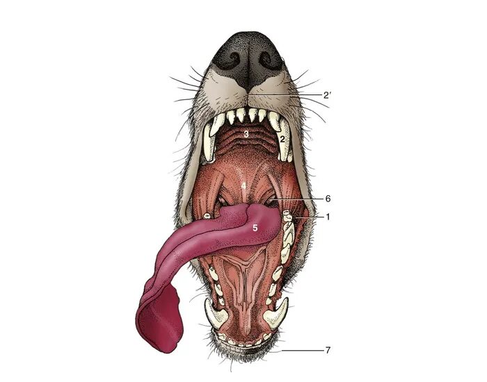 Рак горла у собаки фото Canine Mouth Parts Quiz