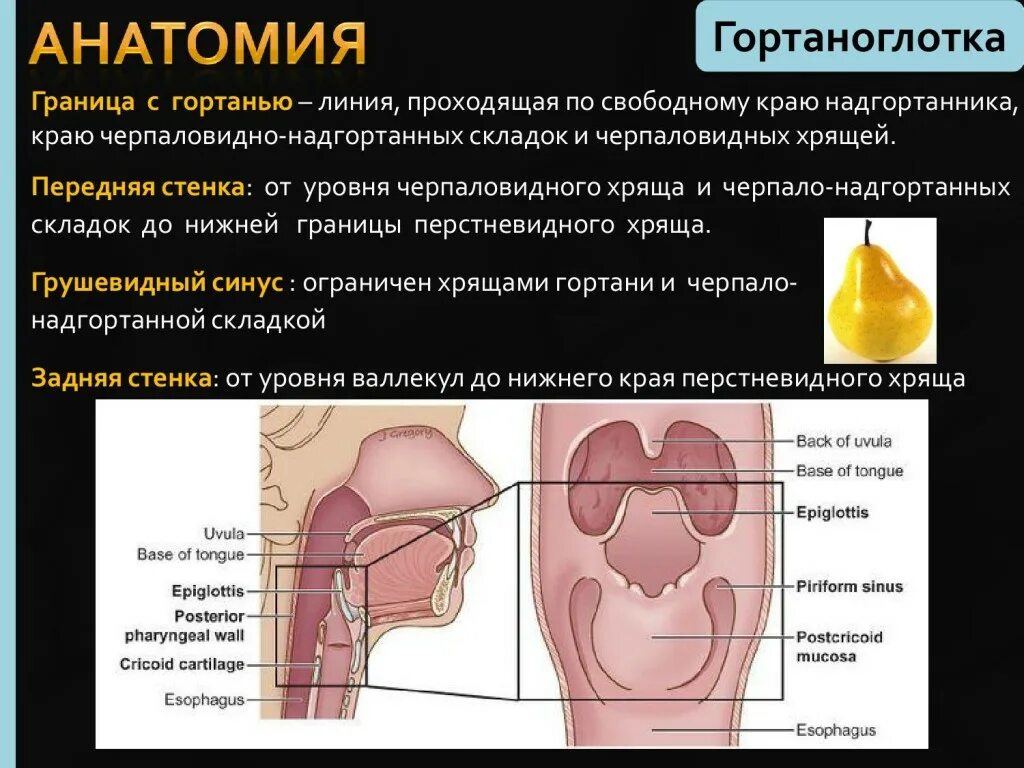 Рак гортани признаки симптомы фото первые КТ-диагностика злокачественных опухолей ротовой полости, глотки, гортани