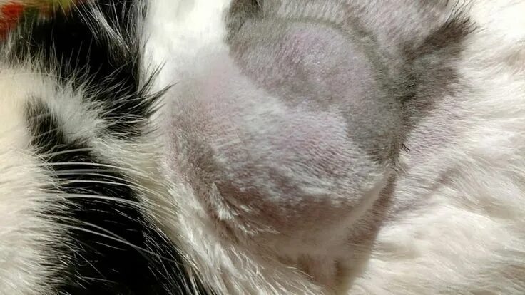 Рак груди у кошки фото как выглядит Abscess on cat pops on it's own. Rush to clean up and bandage. Cats, Essential o