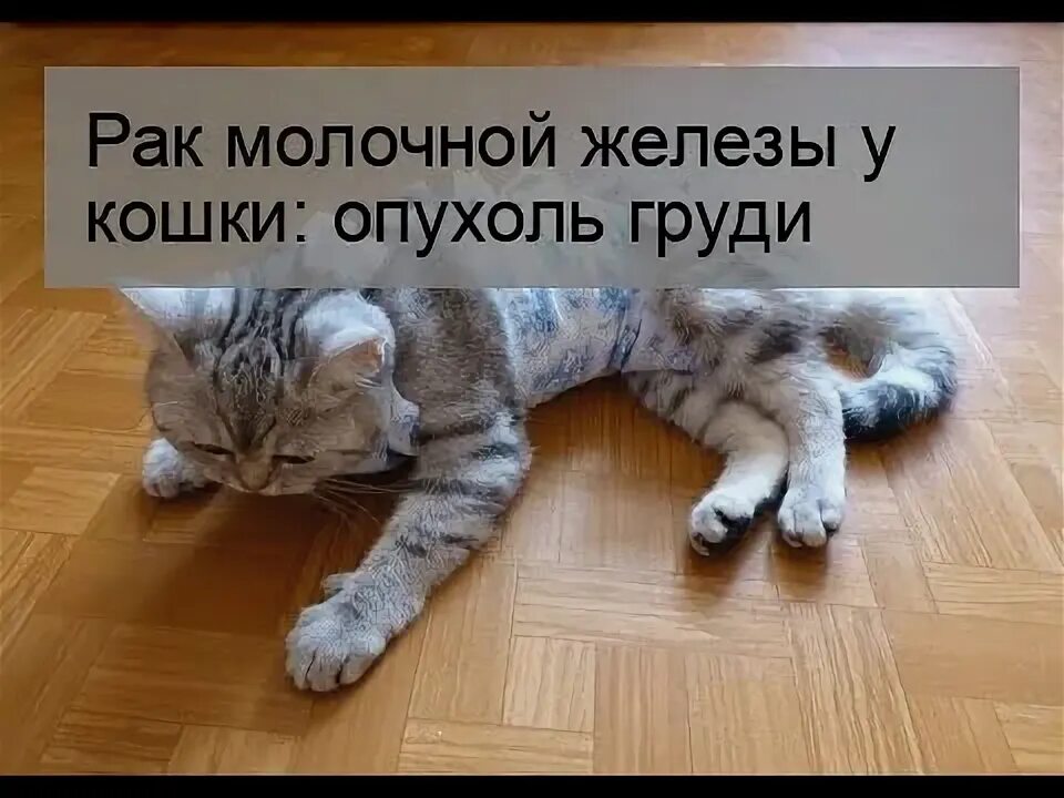 Рак груди у кошки последняя стадия фото Рак молочной железы у кошки: опухоль груди - YouTube