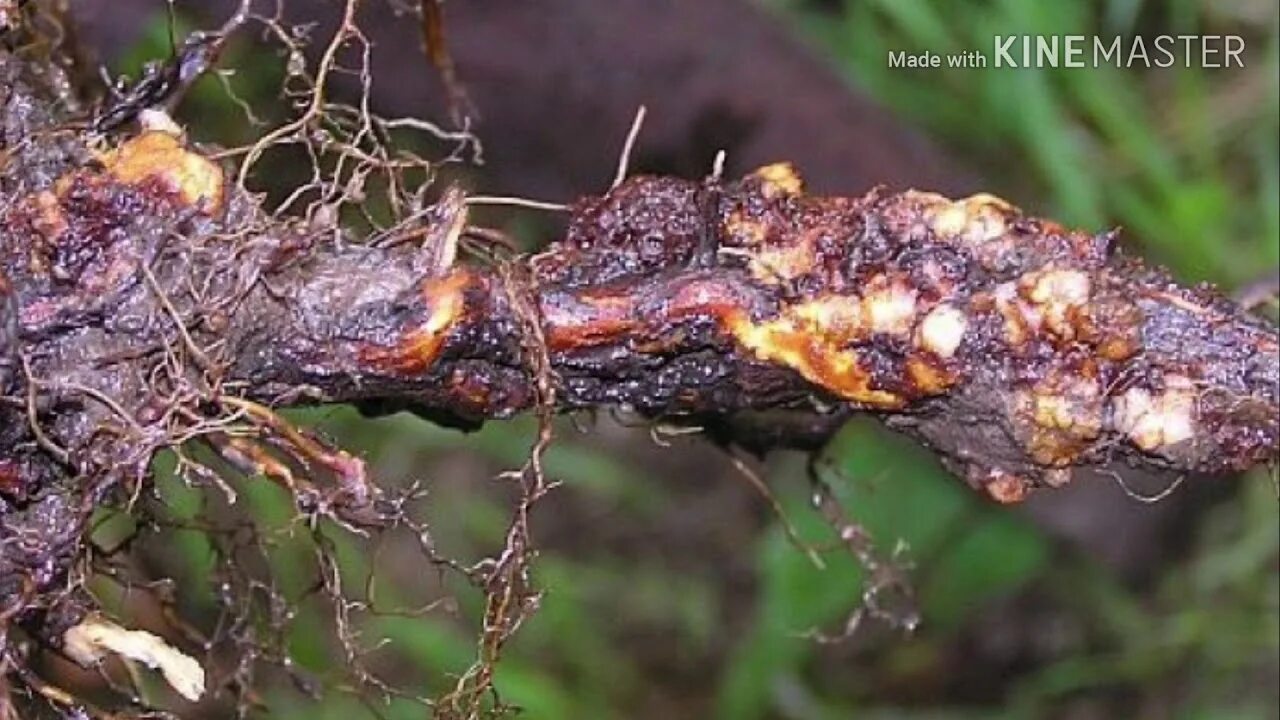 Рак груши фото как выглядят Роза не растет. Корневой рак растений, как лечить(Часть1) - YouTube