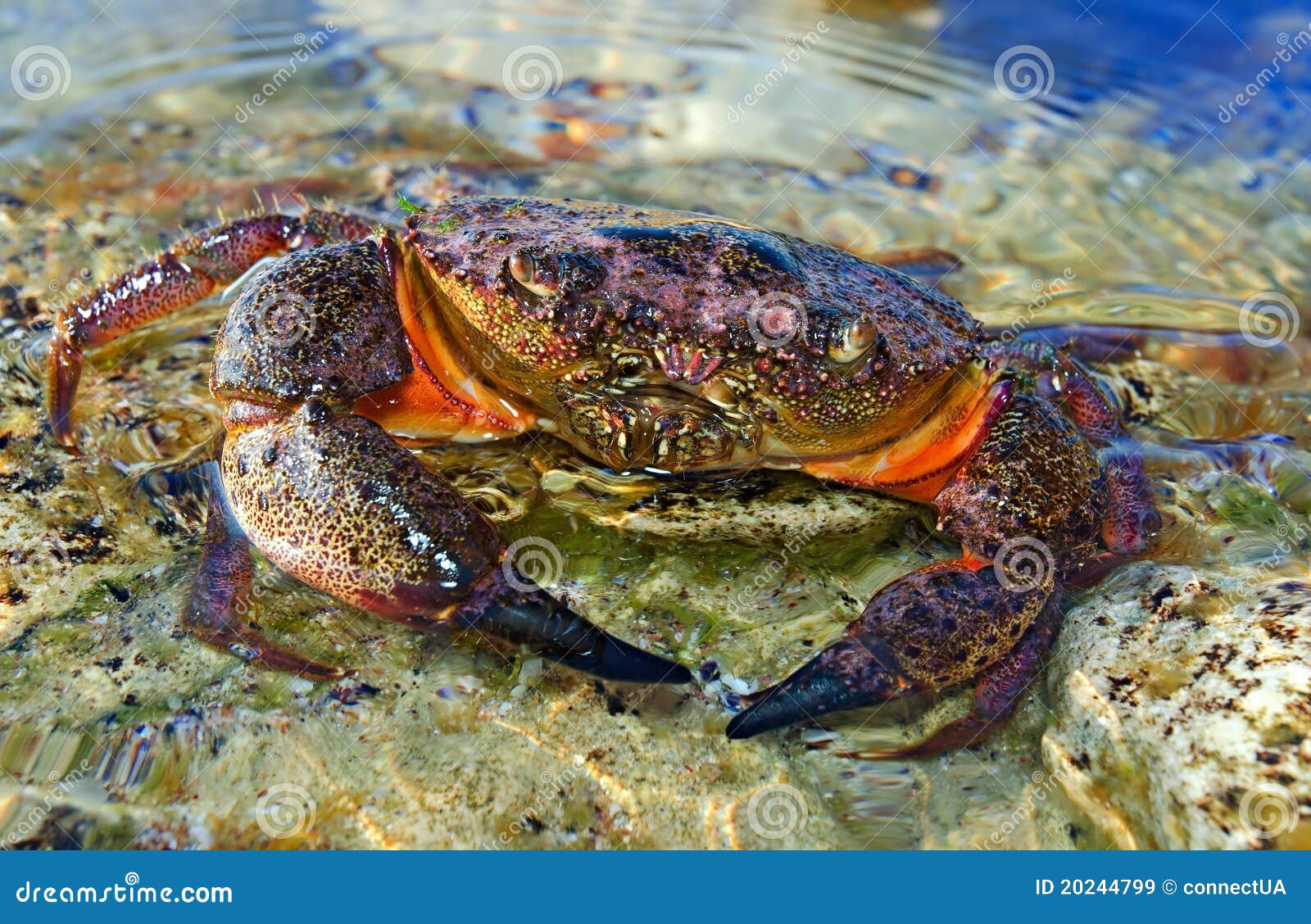 Рак камень фото Stone crab stock image. Image of nature, line, pattern - 20244799