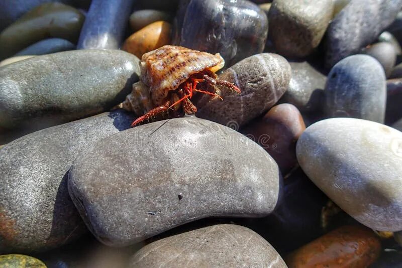 Рак камень фото Little crab on the stones. stock photo. Image of colorful - 241339510