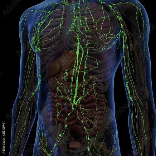 Рак лимфатической системы фото Lymphatic System Internal Anatomy in Male Chest and Abdomen - Buy this stock ill