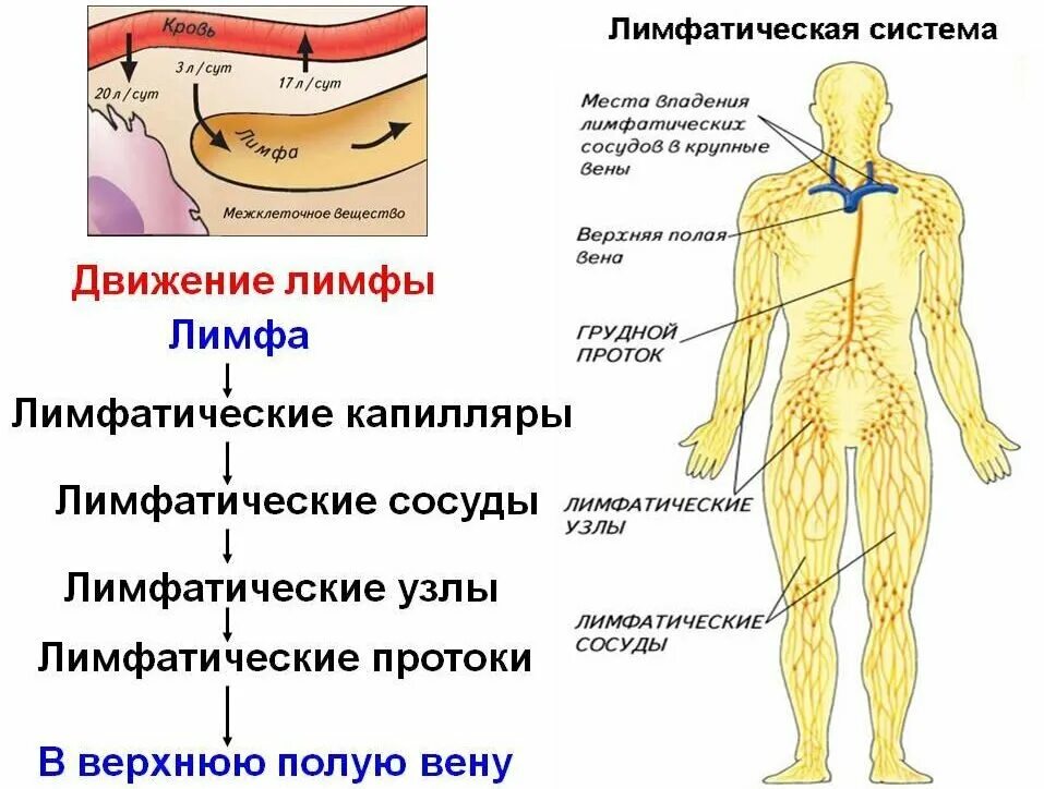 Картинки РАК ЛИМФОУЗЛОВ СКОЛЬКО ЖИВУТ