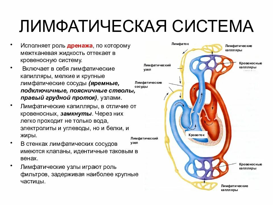 Рак лимфатической системы фото Рак лимфатической системы: найдено 89 картинок