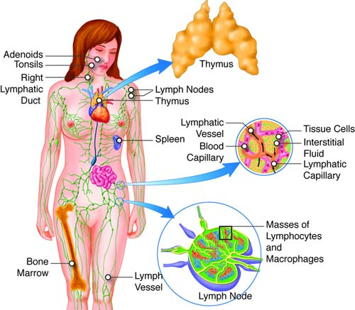 Рак лимфатической системы фото Pin on ANATOMIE