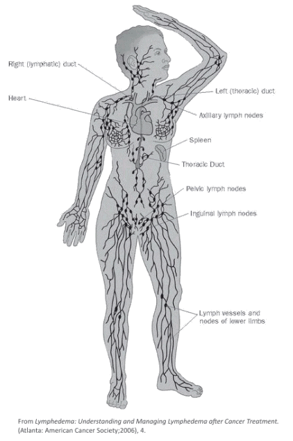 Рак лимфатической системы фото illustration showing the lymph system including the right (lymphatic) duct, left