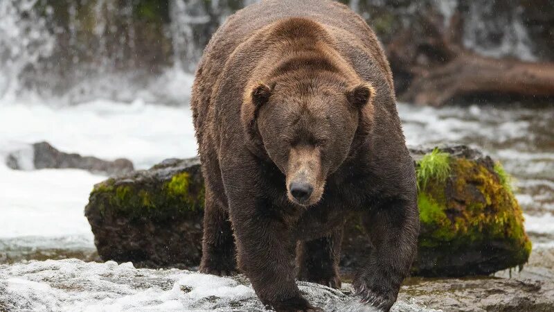 Рак медведь фото Медведь - список последних новостей на крупнейшем информационном портале Казахст