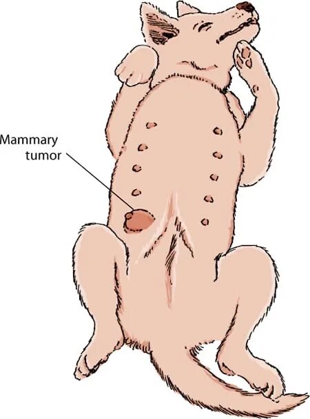 Рак молочной железы у собаки фото Роль вирусов в этиологии и патогенезе злокачественных опухолей животных Вирусы -
