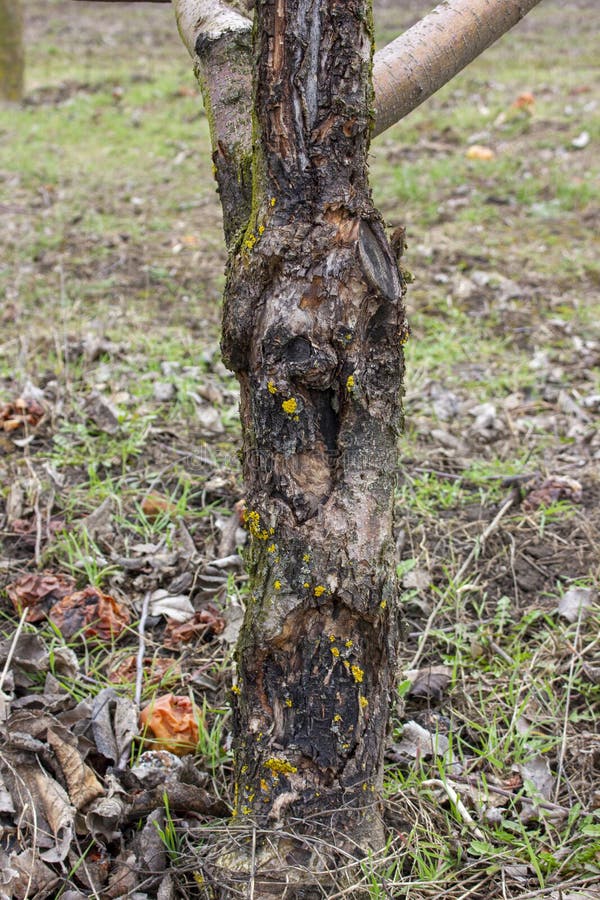 Рак на груше фото Diseases of Fruit Trees in the Garden. Damage To the Apple Fungus. Stock Image -