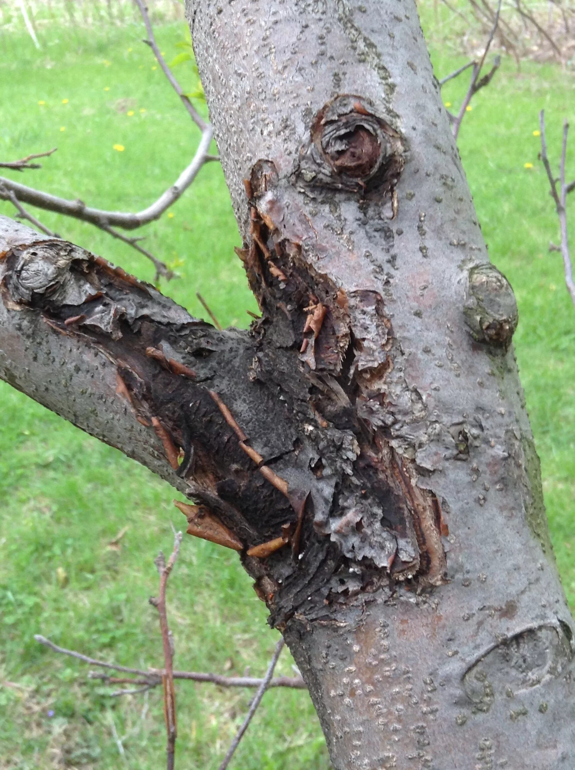 Рак на груше фото описание Apple Bark Disease Online bellady.by